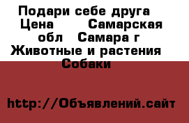 Подари себе друга! › Цена ­ 5 - Самарская обл., Самара г. Животные и растения » Собаки   